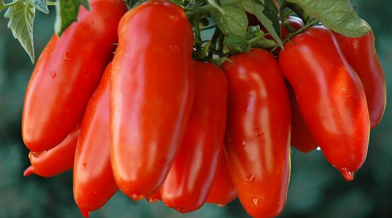 Sagra del Pomodoro San Marzano 2018 a Striano con prodotti di qualità