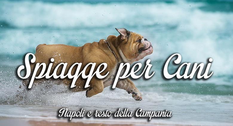 Spiagge E Piscine Per Cani Napoli E Campania