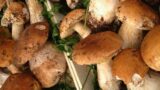 Sagre in Campania | Sagra dei Funghi di Cusano Mutri (BN) 2014