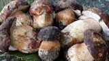 Sagre in Campania | Sagra dei funghi di Cusano Mutri (BN)