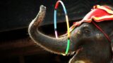 Il Circo Lidia Togni torna a Napoli con acrobati, giocolieri, animali e tante novità