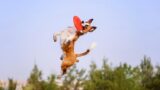 Disc Dog Tour alla Mostra d’Oltremare: divertente lancio del frisbee ai cani