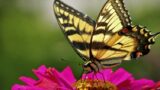 Universo delle Farfalle all’Orto Botanico di Napoli: la mostra con tanti colorati esemplari