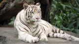 Allo Zoo di Napoli arriva un raro esemplare di tigre bianca