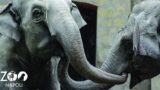 Allo Zoo di Napoli festa per il compleanno dell’elefantessa Wini con una torta speciale