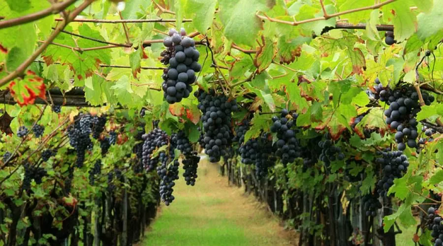 Cantine aperte in Campania 2017, visite gratuite per la vendemmia e tante attività