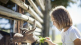 Zoo di Napoli: estate 2018 con eventi speciali in compagnia degli animali