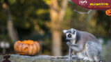 Halloween allo Zoo di Napoli 2018 con la notte dei pipistrelli e la caccia alle zucche