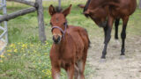 Giornata del Cavallo 2018 a Giugliano: una mattinata meravigliosa per i più piccoli