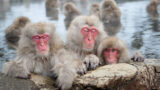 Arrivano i Macachi giapponesi allo Zoo di Napoli con tanti approfondimenti e laboratori dedicati