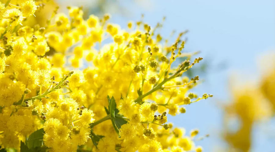 Cosa fare alla Festa della donna 2019 a Napoli: gli eventi per l’8 marzo