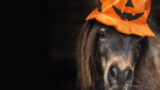 Giornata del Cavallo a Giugliano per bambini a tema Halloween