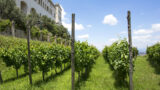 Tour alla Vigna di San Martino a Napoli con aperitivo