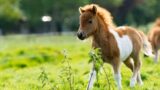 Lo Zoo di Napoli riapre con nuovi cuccioli e progetti