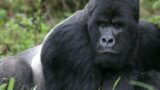 Kong allo Zoo di Napoli: il villaggio del gigante buono