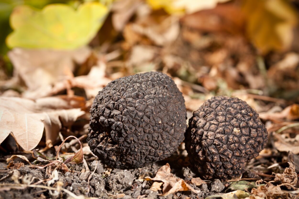 black-truffles-1250x833.jpg