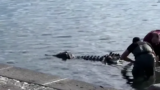 Un coccodrillo nel Golfo di Napoli: il filmato è un fake?