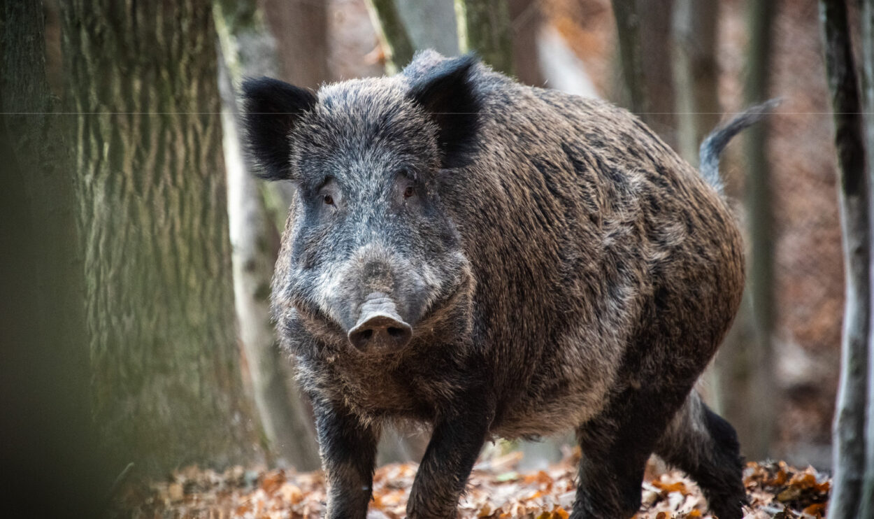 Cinghiale автомобиль