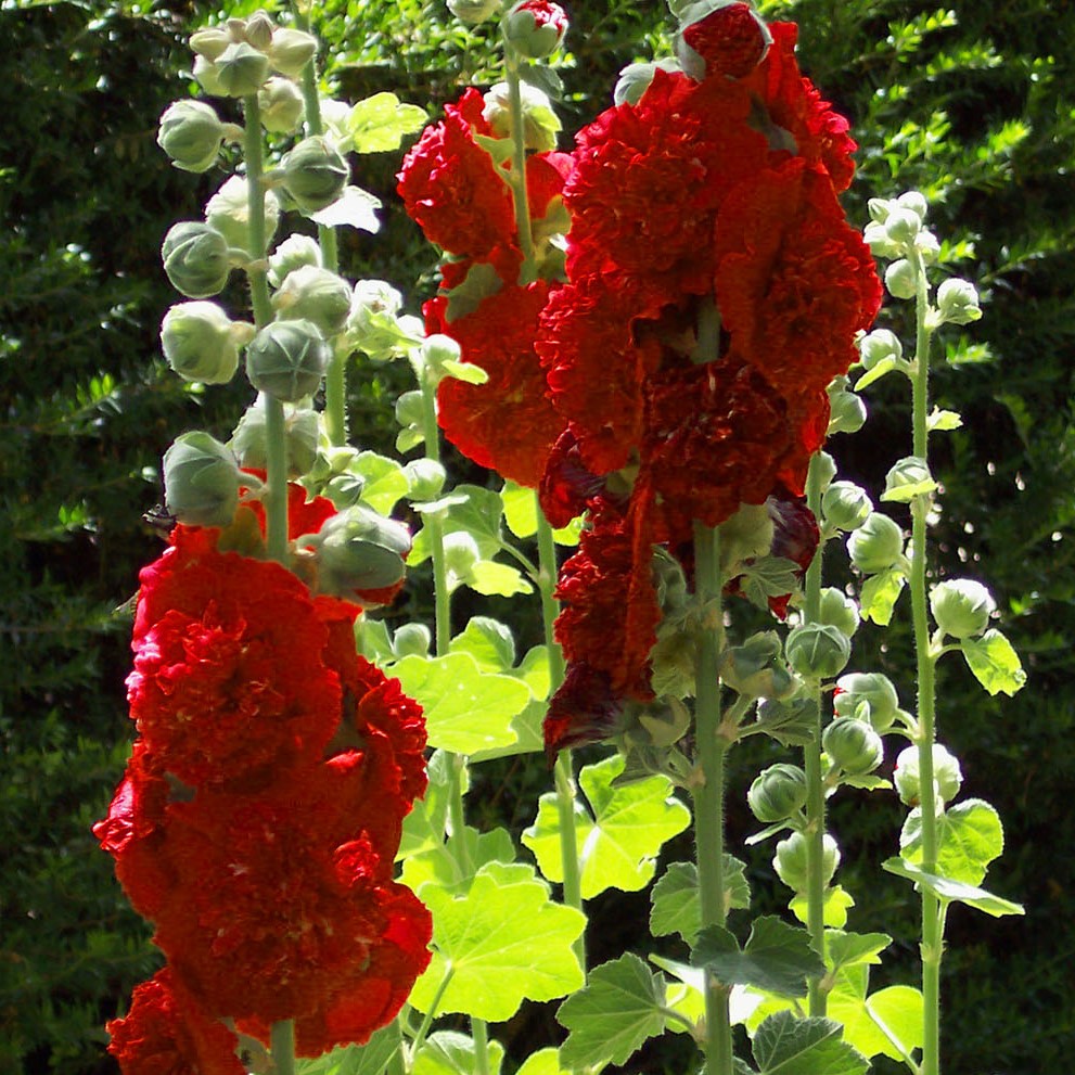 Fiore rosso di Malvarosa