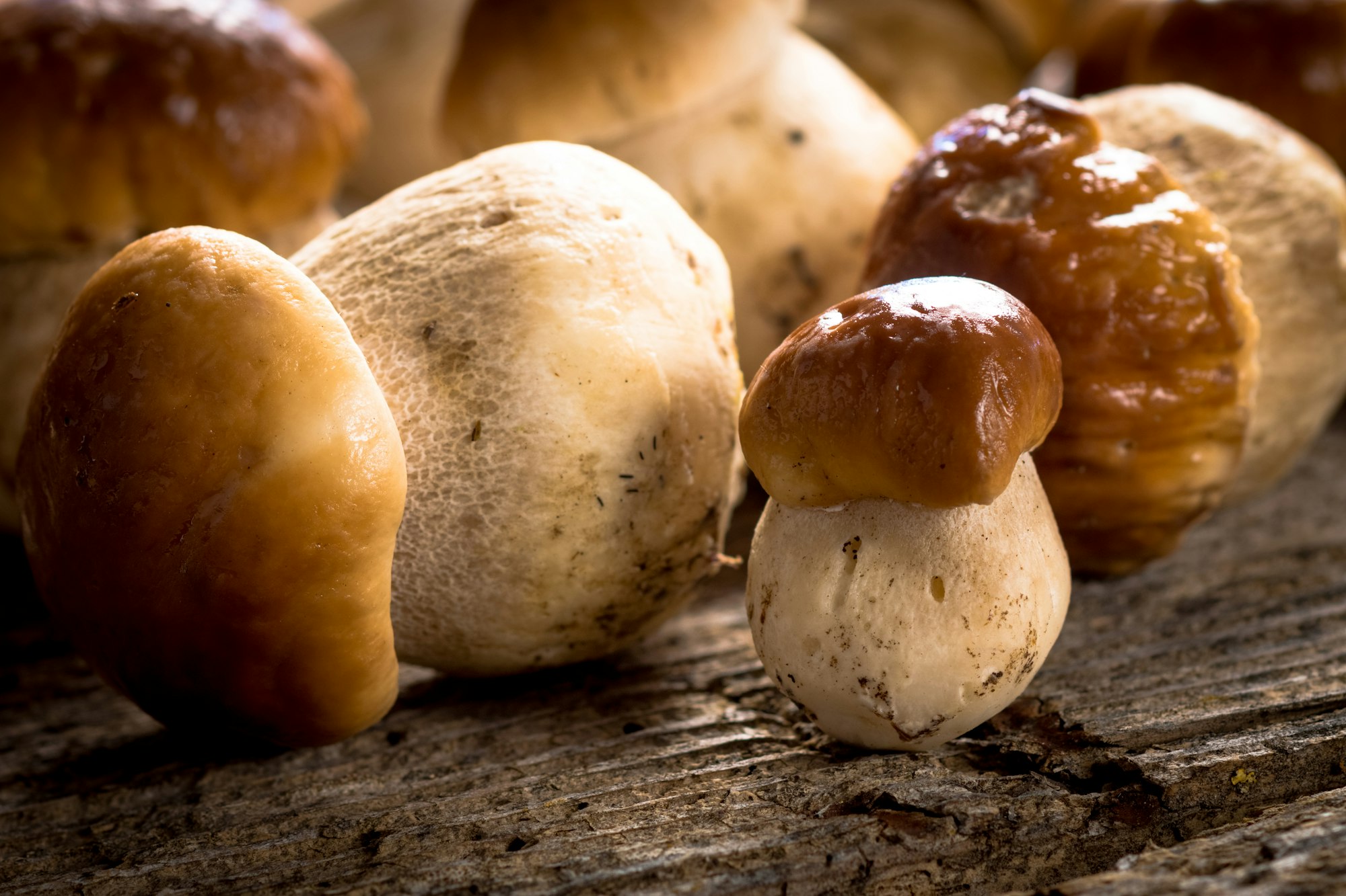 Raw porcini mushrooms