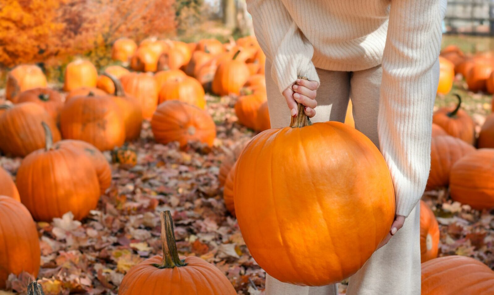 Woman is lifting a large orange pumpkin at a farm