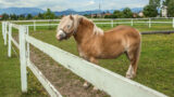 Fiera degli Animali a Sant’Agnello, un evento per grandi e piccini