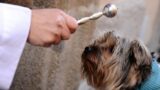 Benedizione degli Animali a Sant’Antonio Abate, quando e come funziona