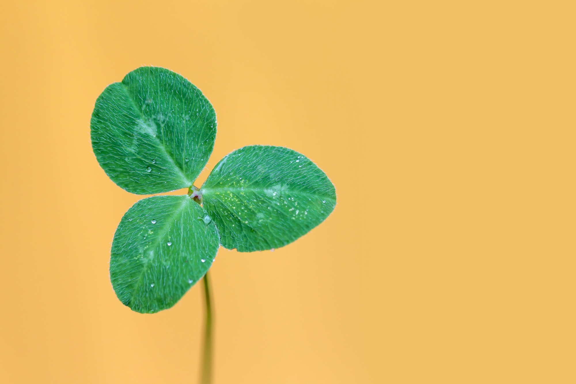 Clover leaf against yellow background, symbol of luck, St. Patrick’s Day